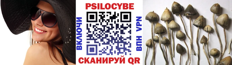где продают   Курлово  Галлюциногенные грибы MAGIC MUSHROOMS 